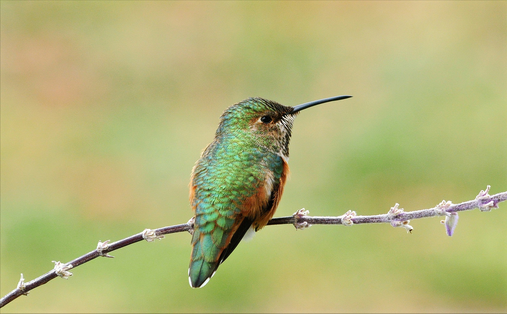 Allen's Hummingbird 