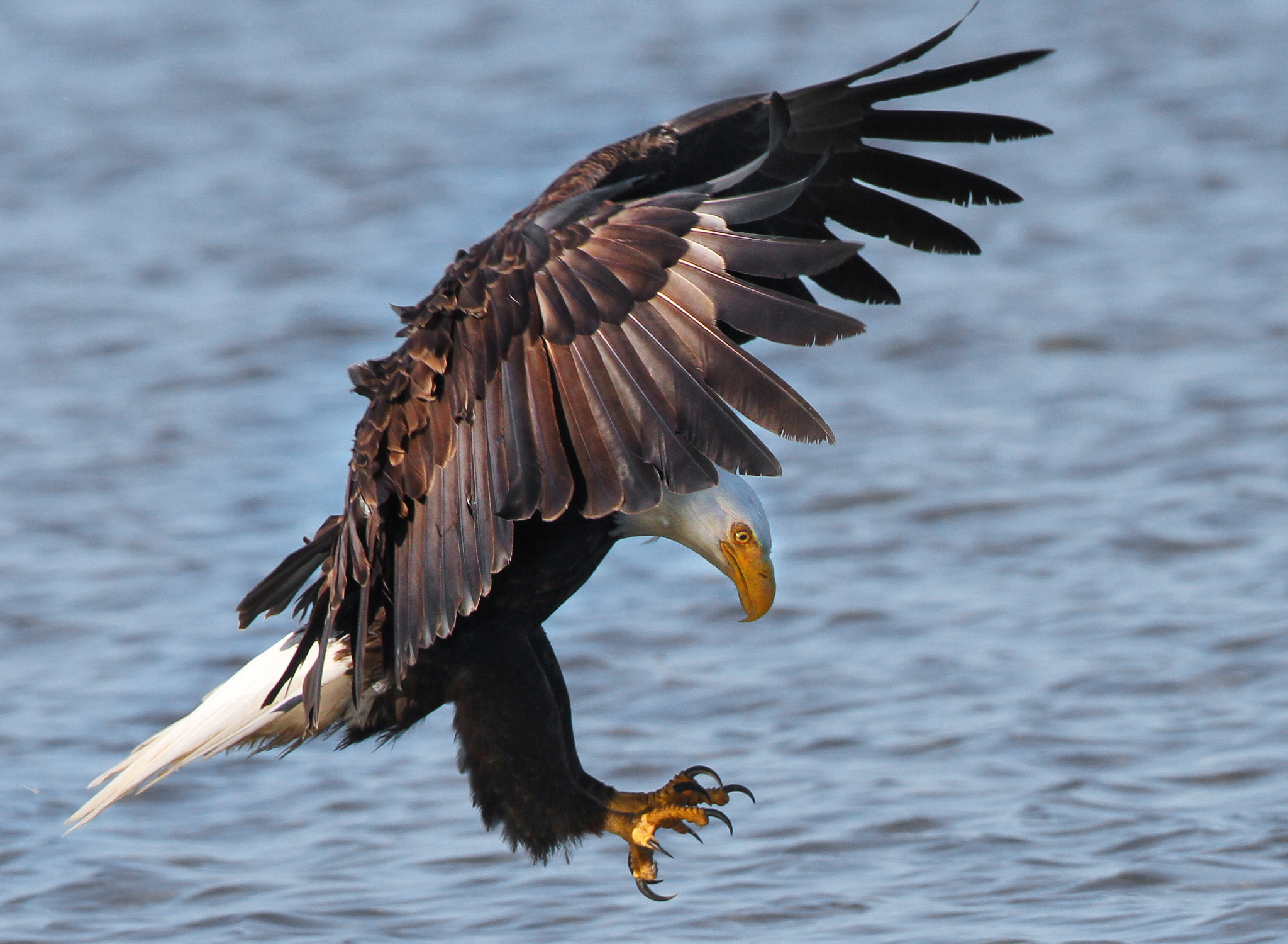 bald eagle