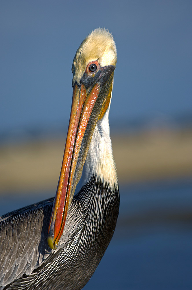 Brown Pelican | The Audubon Birds & Climate Change Report