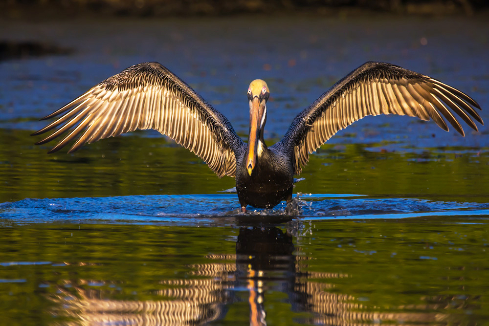 10 States Could Lose State Birds | The Audubon Birds & Climate Change