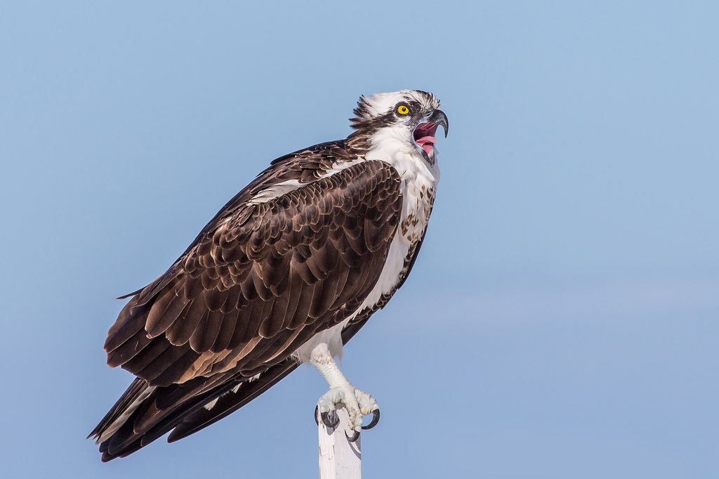 osprey bird florida