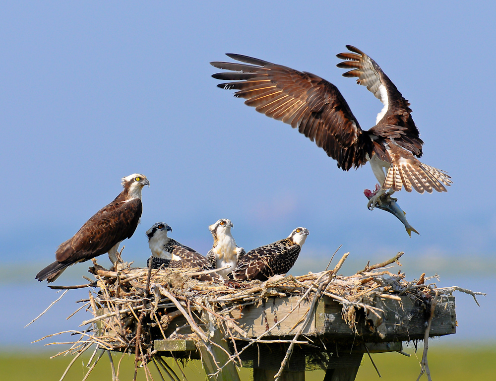 young osprey