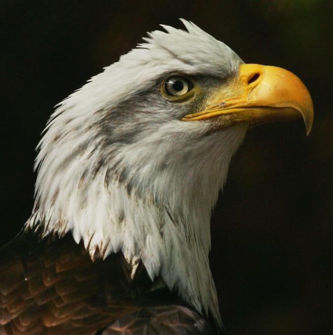 bald eagle the audubon