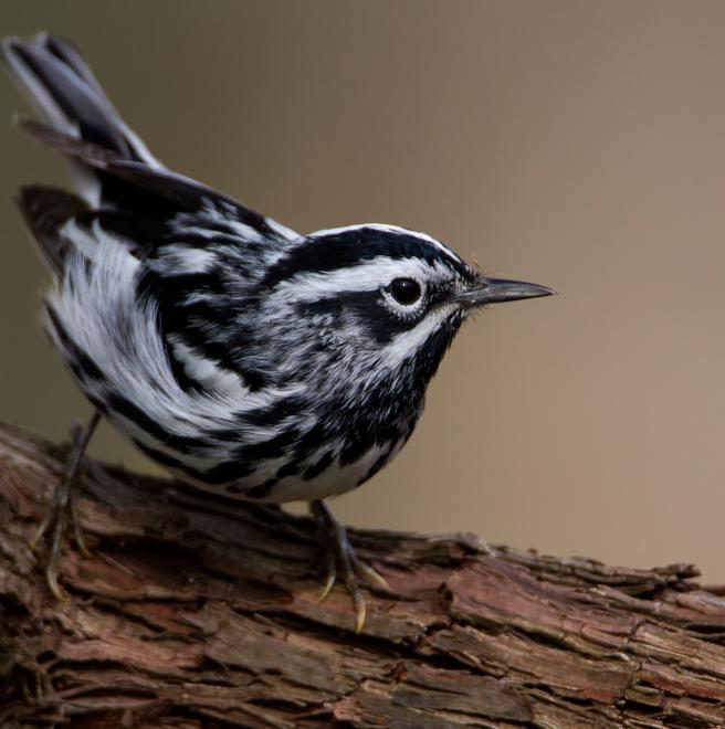 Black-and-white Warbler | The Audubon Birds & Climate ...
