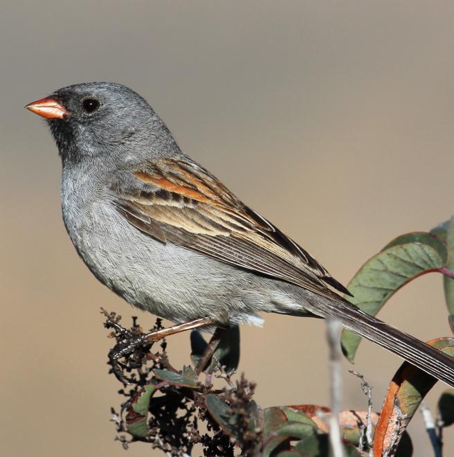 Black chinned Sparrow The Audubon Birds Climate Change Report