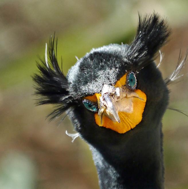 Doublecrested Cormorant The Audubon Birds & Climate Change Report