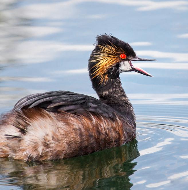 eared grebe