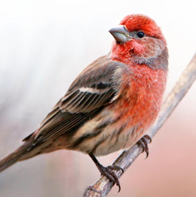 House Finch | The Audubon Birds & Climate Change Report