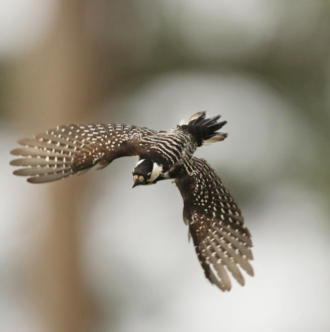 Red-cockaded Woodpecker | The Audubon Birds & Climate Change Report