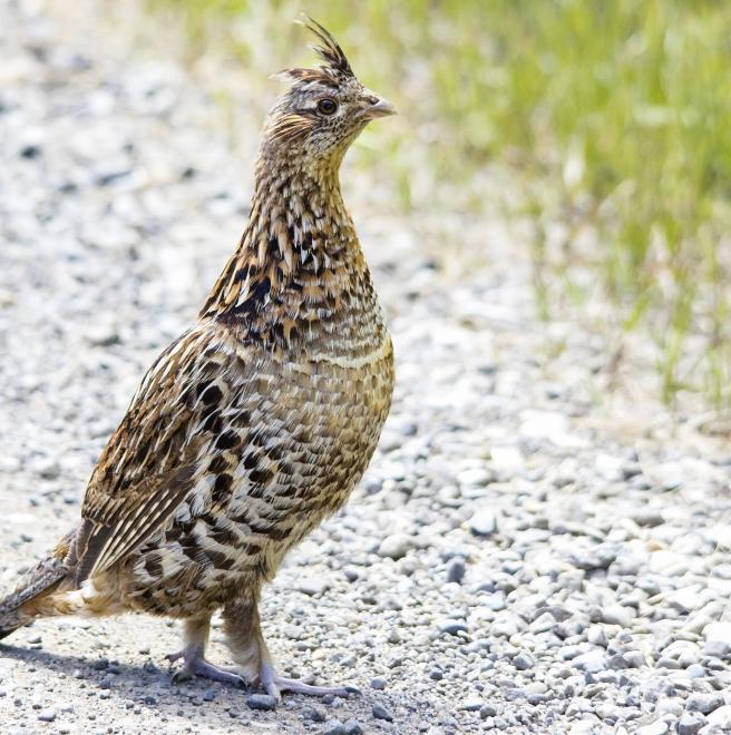 ruffed grouse the audubon birds climate change report