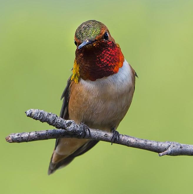 Rufous Hummingbird  The Audubon Birds \u0026 Climate Change Report