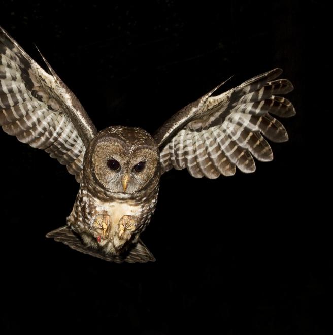 spotted owl the audubon birds climate change report