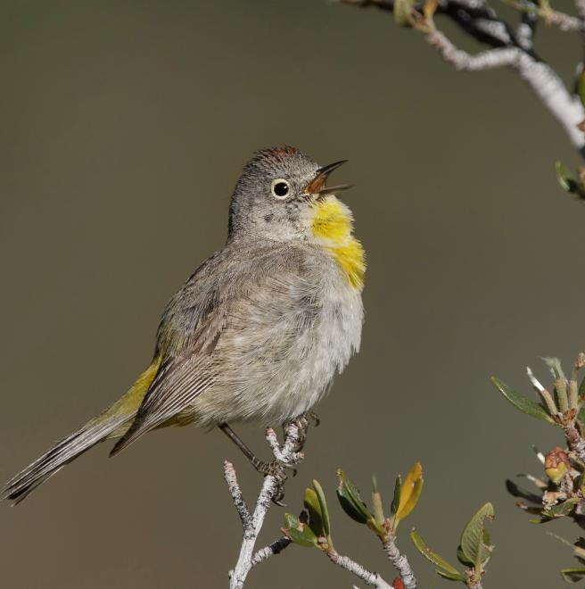 Virginia's Warbler The Audubon Birds & Climate Change Report