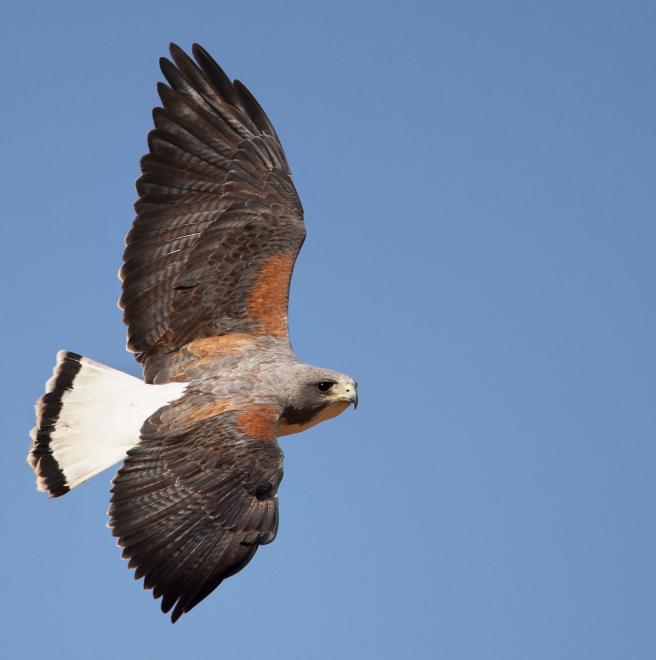 Whitetailed Hawk The Audubon Birds & Climate Change Report