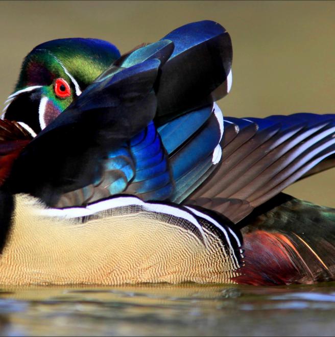 Wood Duck | The Audubon Birds & Climate Change Report