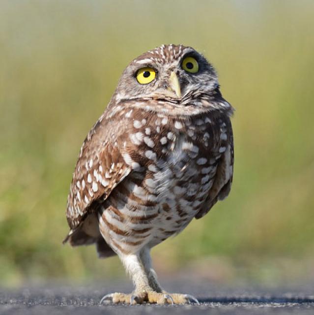 the audubon birds climate change report