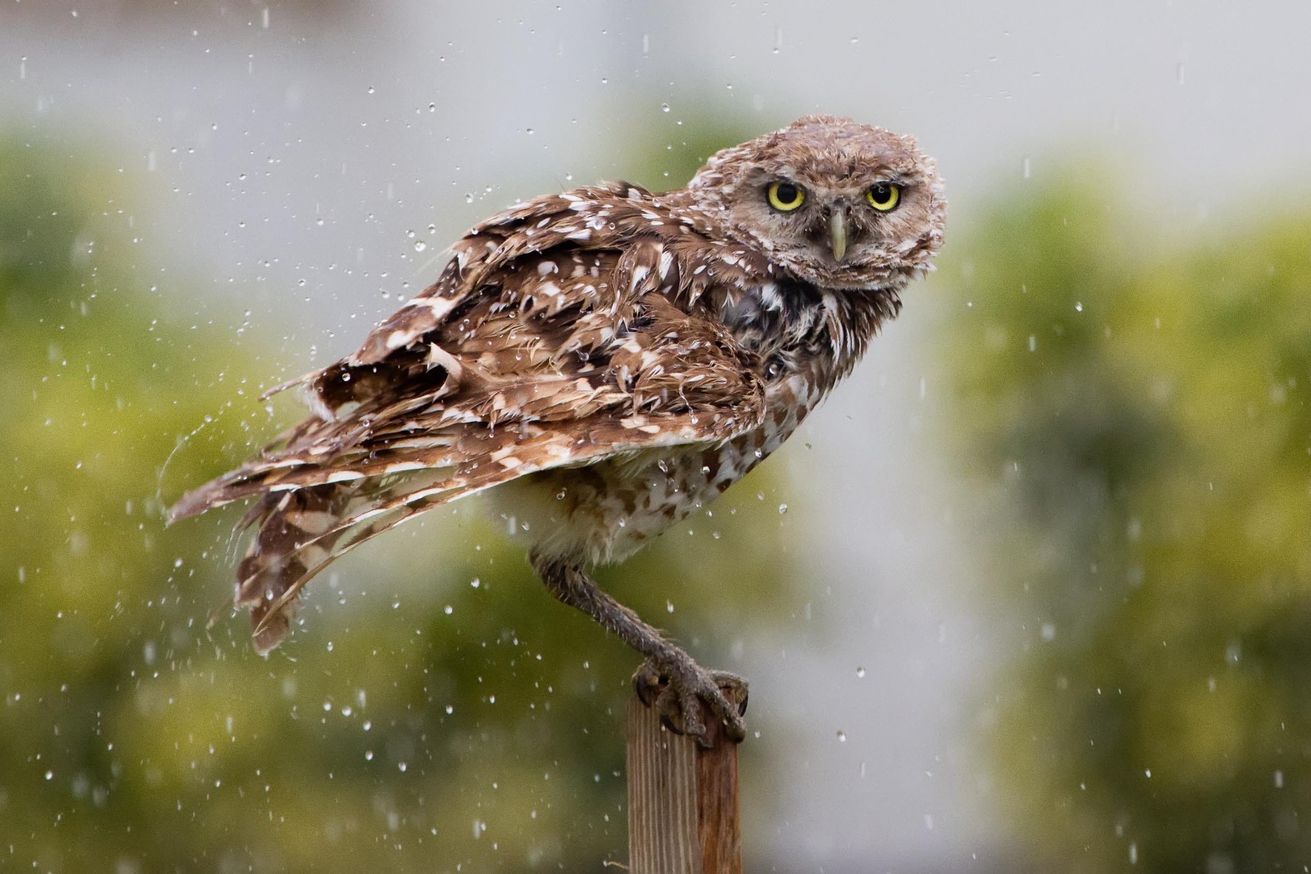 Burrowing Owl | The Audubon Birds & Climate Change Report