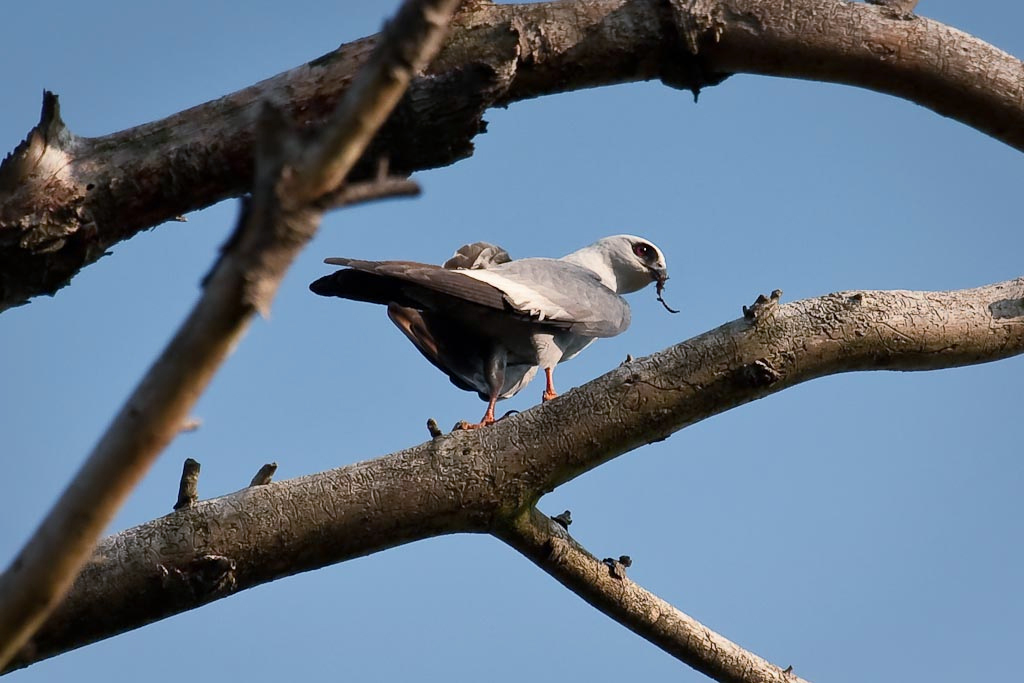 all about birds mississippi kite