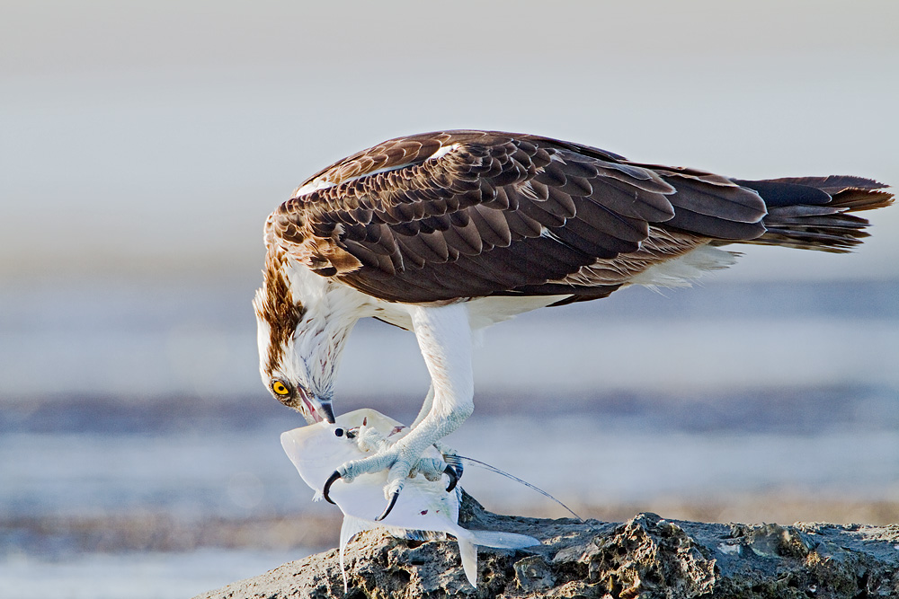 osprey bird information