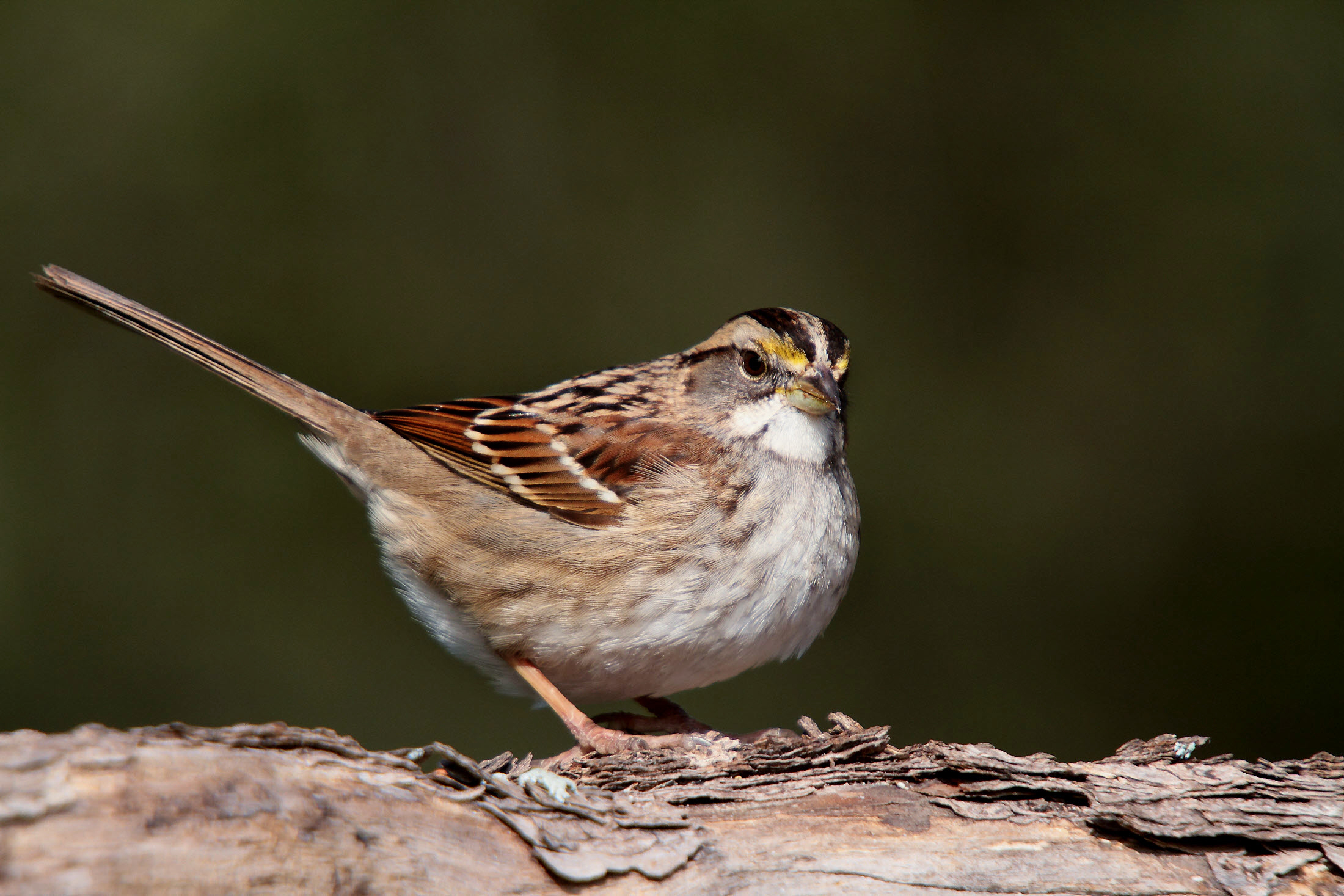 Whitethroated Sparrow The Audubon Birds & Climate