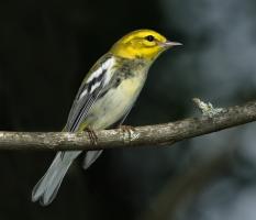 All Species | The Audubon Birds & Climate Change Report
