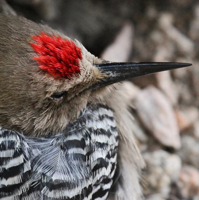 gila woodpecker