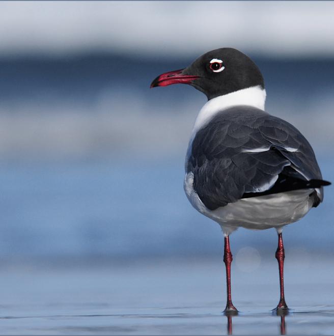 this smallish gull is best known as a strikingly plumaged summer