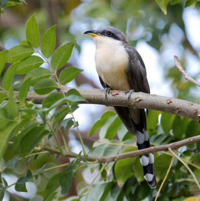 mangrove cuckoo | the audubon birds & climate change report