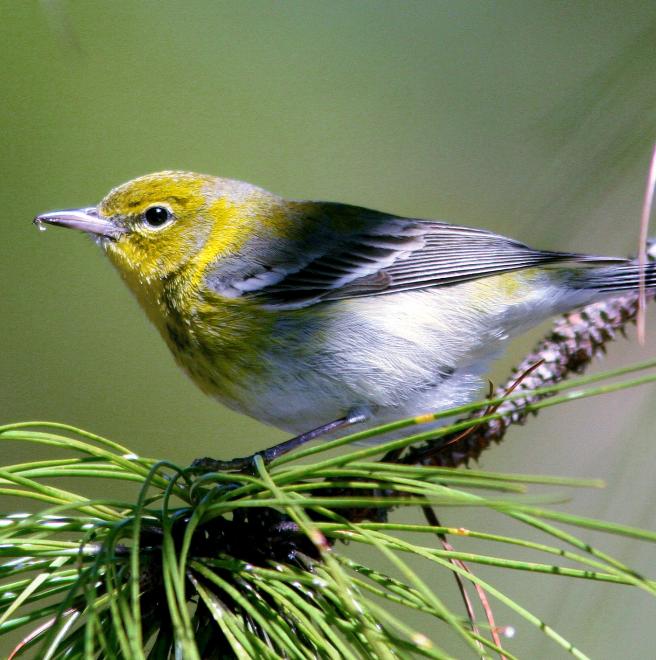 Pine Warbler The Audubon Birds & Climate Change Report