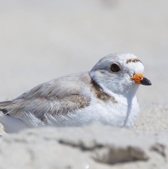 Piping Plover | The Audubon Birds & Climate Change Report