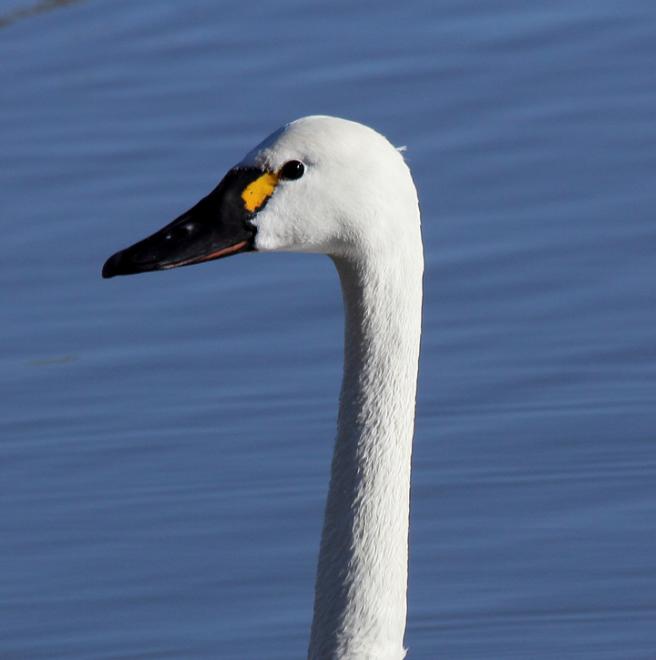 Tundra Swan | The Audubon Birds & Climate Change Report