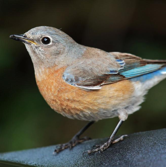 Western Bluebird The Audubon Birds & Climate Change Report